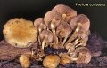 Pholiota conissans-amf1447